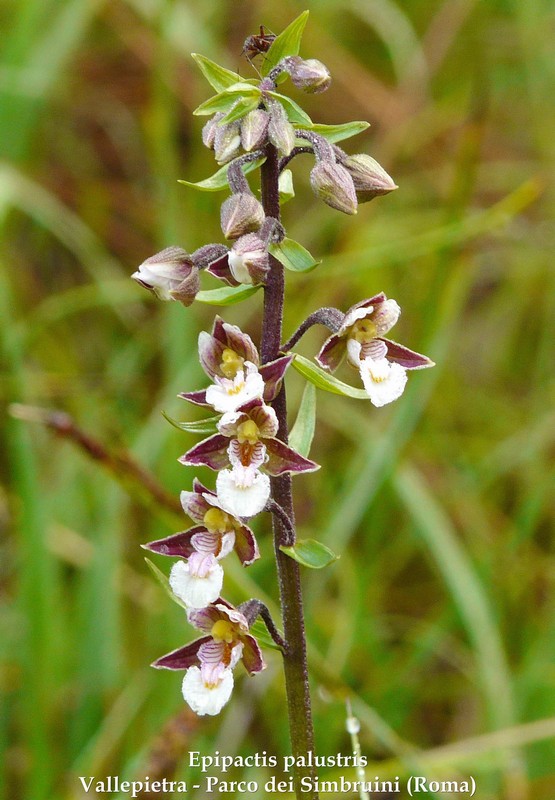 Le orchidee di Vallepietra nel Parco Naturale dei Monti Simbruini (Roma).